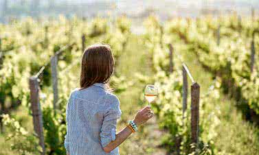 Wineries Near San Diego